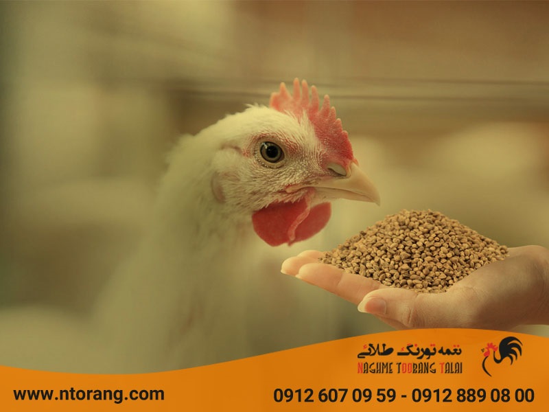 جایگزین کنجاله سویا در تغذیه طیور